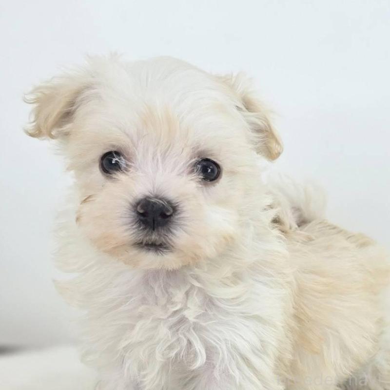 販売中の茨城県のミックス犬-424659の2枚目