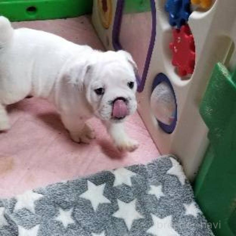 販売中の京都府のブルドッグ-424660の8枚目