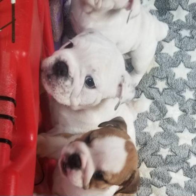 販売中の京都府のブルドッグ-424660の9枚目