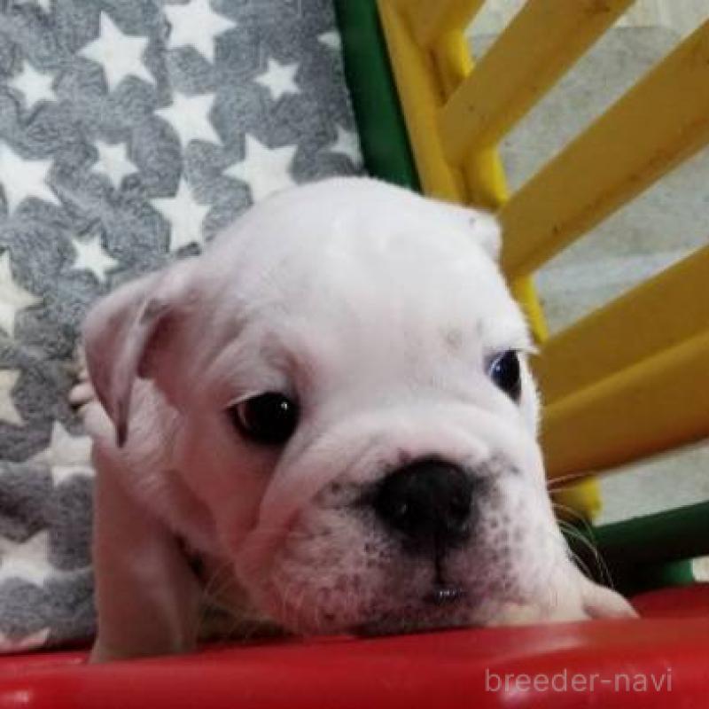 販売中の京都府のブルドッグ-424660の7枚目