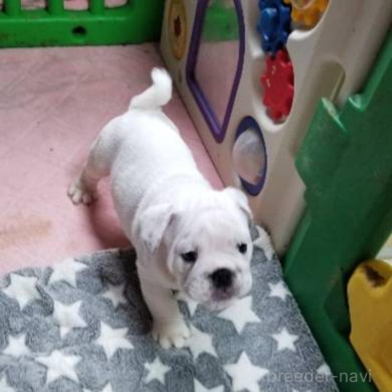 販売中の京都府のブルドッグ-424660の6枚目