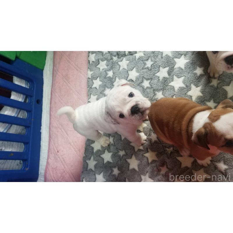 販売中の京都府のブルドッグ-424660の5枚目