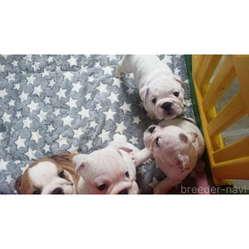 販売中の京都府のブルドッグ-424660の4枚目