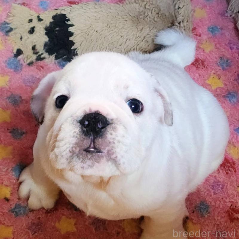 販売中の京都府のブルドッグ-424660の3枚目