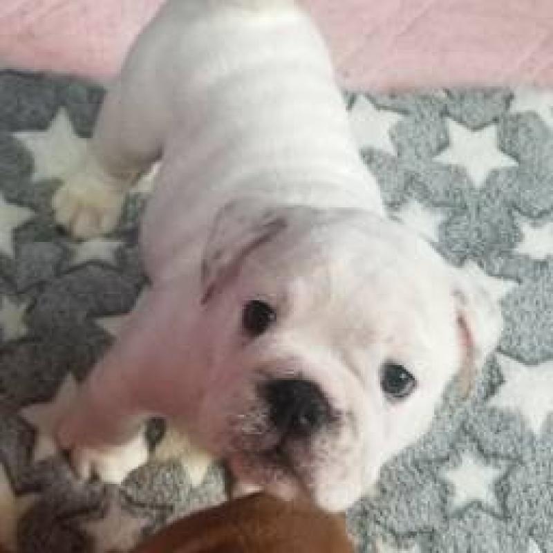 販売中の京都府のブルドッグ-424660