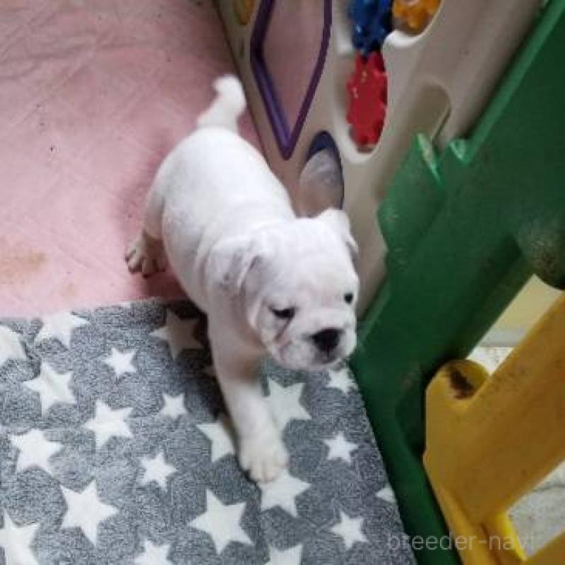 販売中の京都府のブルドッグ-424660の2枚目