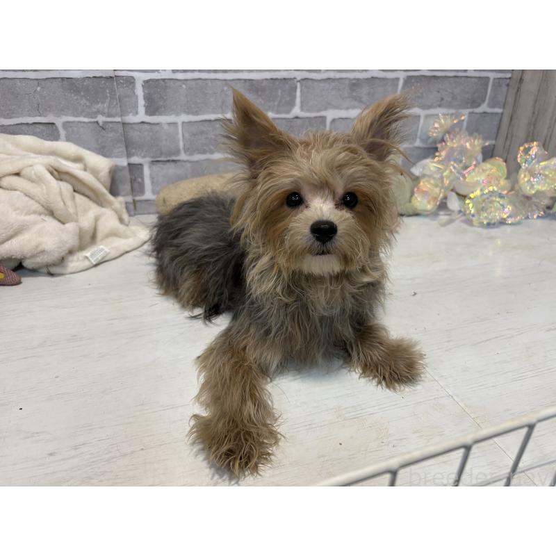 販売中の東京都のミックス犬-384240の3枚目