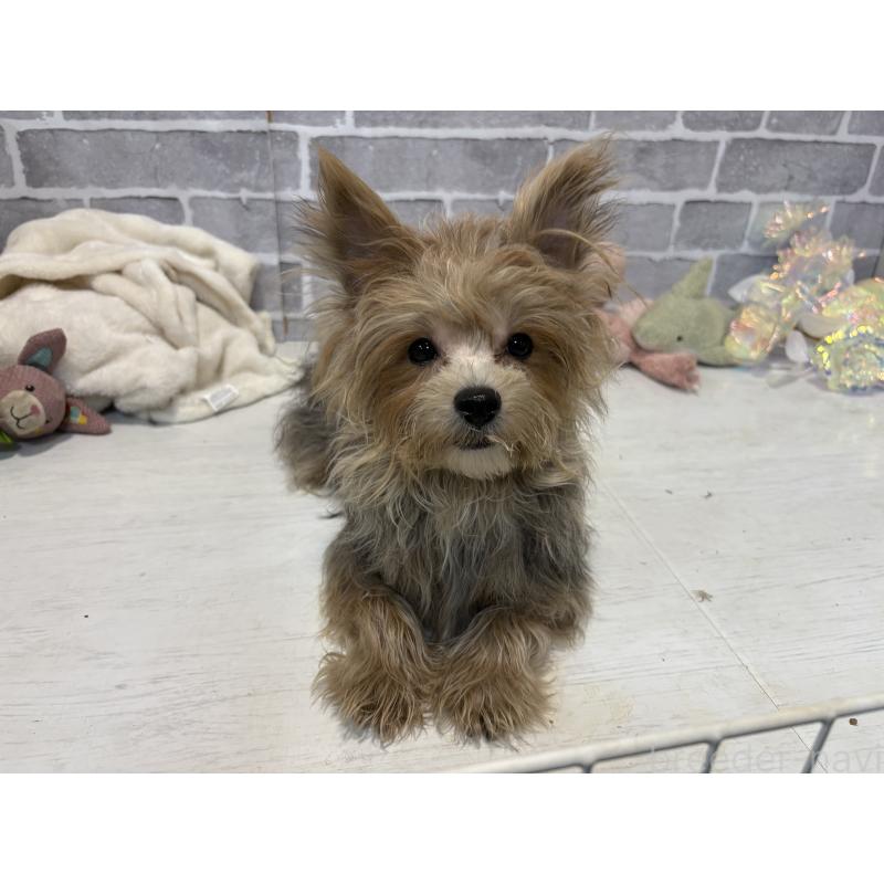 販売中の東京都のミックス犬-384240の2枚目