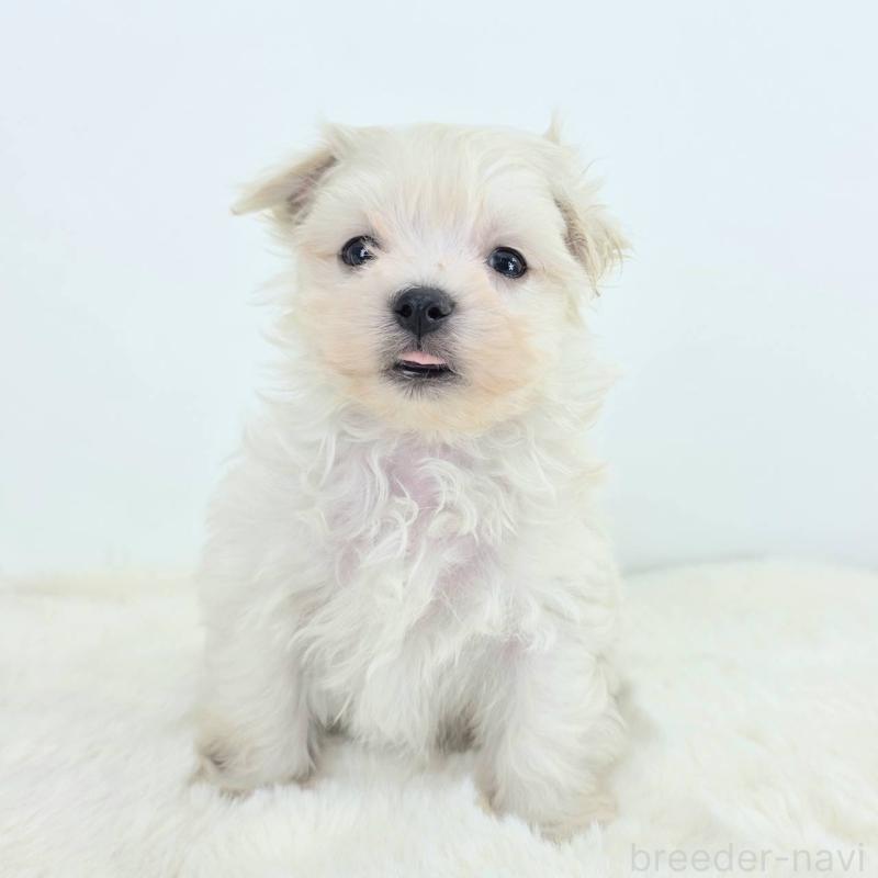 販売中の茨城県のミックス犬-424661の3枚目