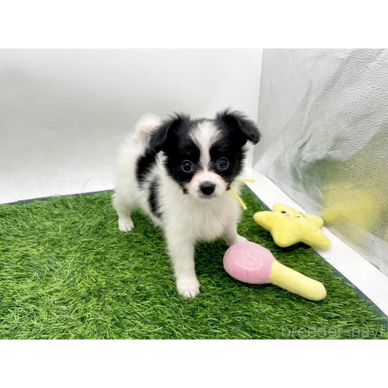 販売中の愛知県のパピヨン-421663