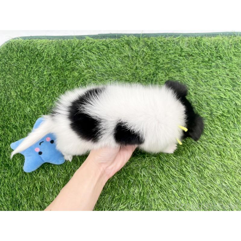 成約済の愛知県のパピヨン-421663の4枚目