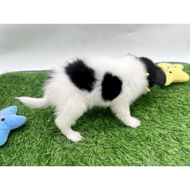 成約済の愛知県のパピヨン-421663の3枚目