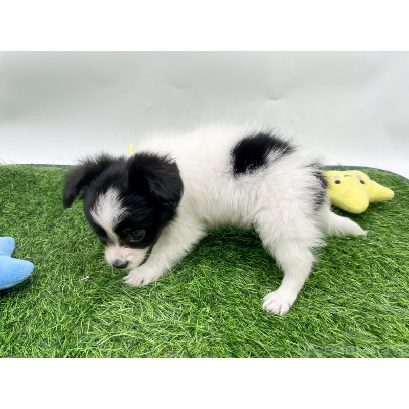 成約済の愛知県のパピヨン-421663の2枚目