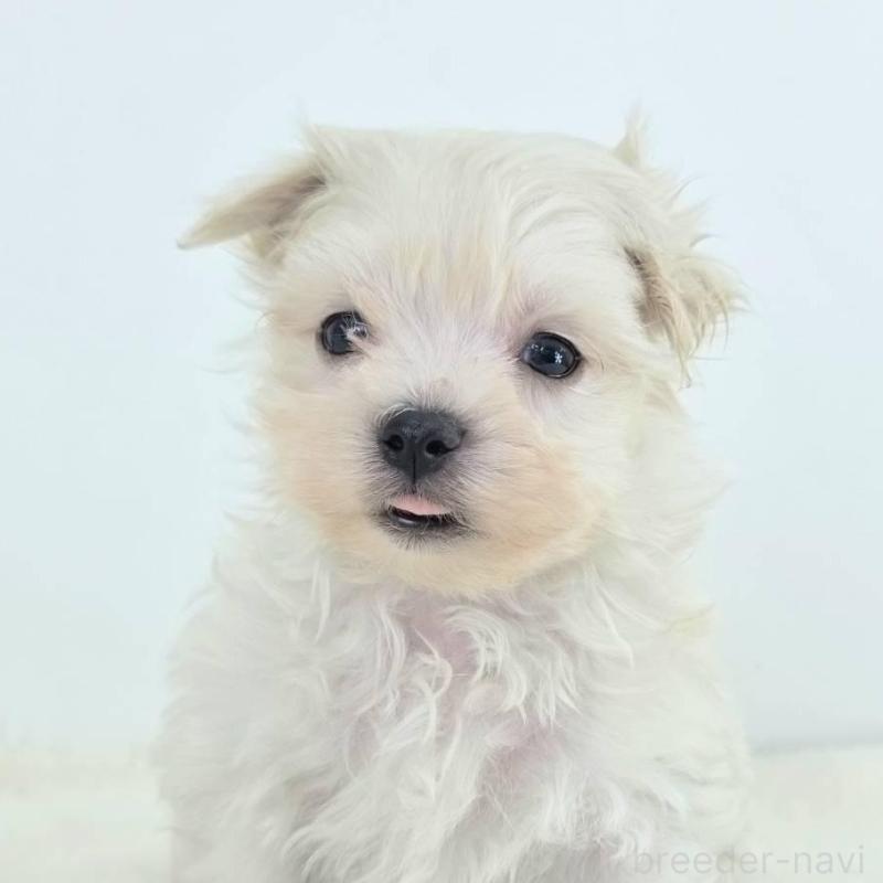 販売中の茨城県のミックス犬-424661の2枚目