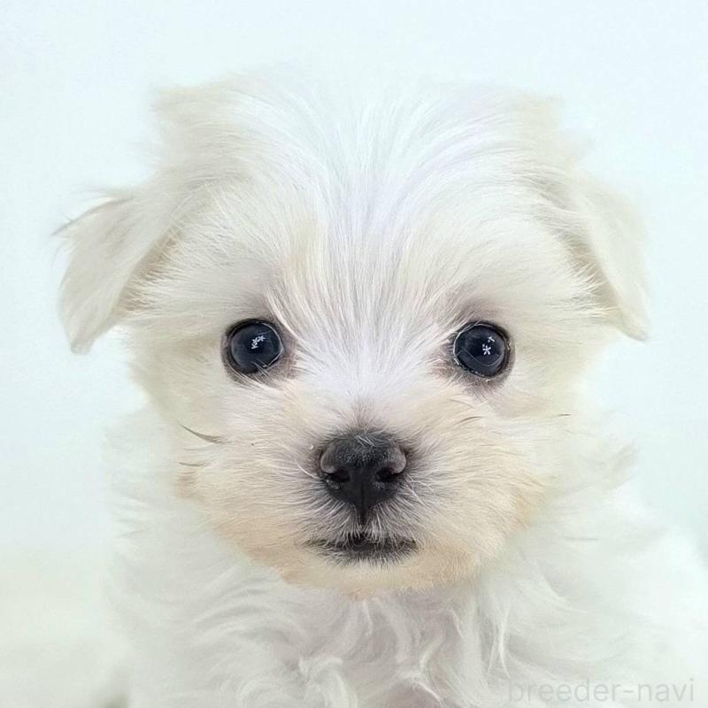 販売中の茨城県のミックス犬-424662