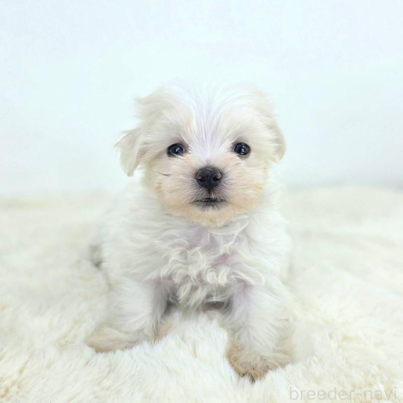 販売中の茨城県のミックス犬-424662の6枚目