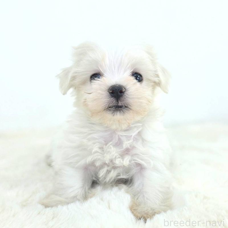 販売中の茨城県のミックス犬-424662の5枚目