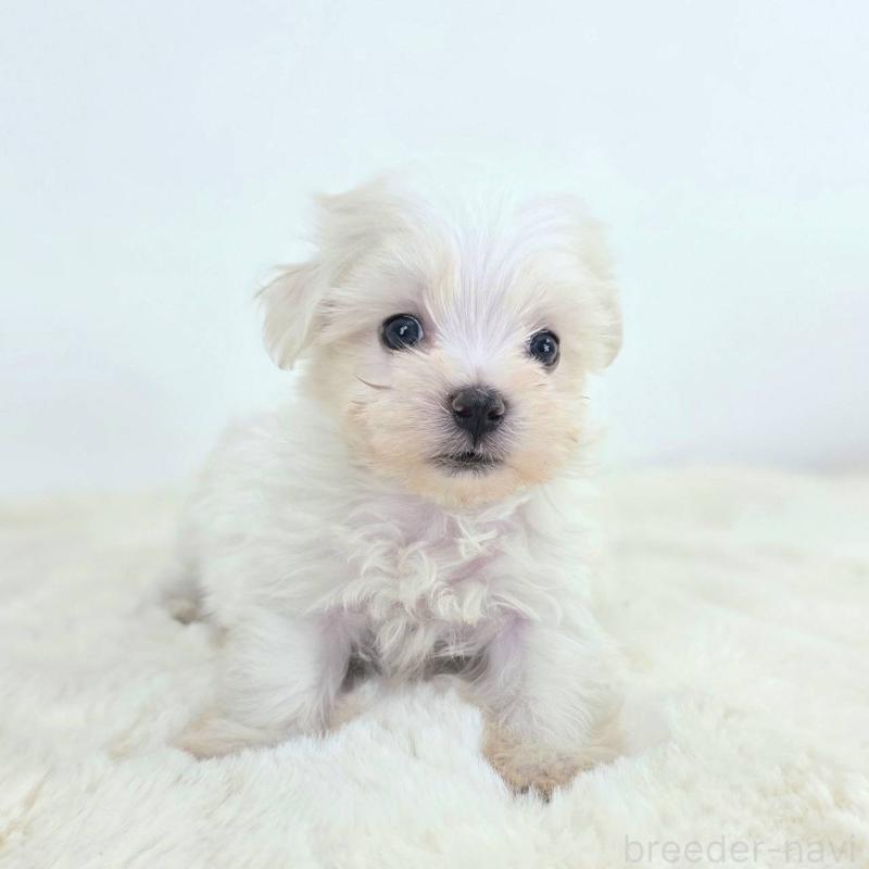 販売中の茨城県のミックス犬-424662の4枚目