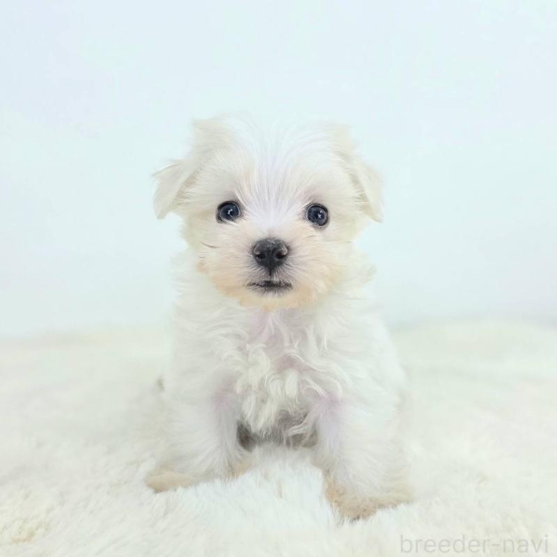 販売中の茨城県のミックス犬-424662の3枚目