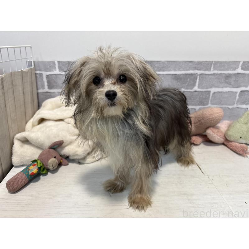 販売中の東京都のミックス犬-384236の3枚目