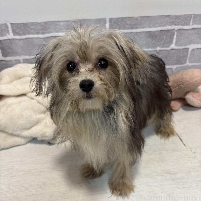 販売中の東京都のミックス犬-384236の2枚目