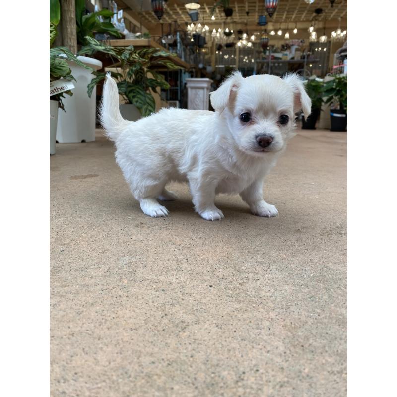 販売中の沖縄県のチワックス:チワワ×ミニチュアダックスフンド-424672の5枚目