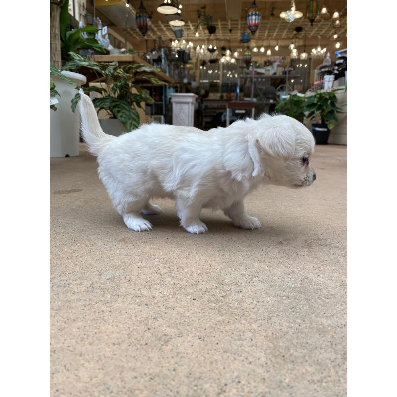 販売中の沖縄県のチワックス:チワワ×ミニチュアダックスフンド-424672の4枚目