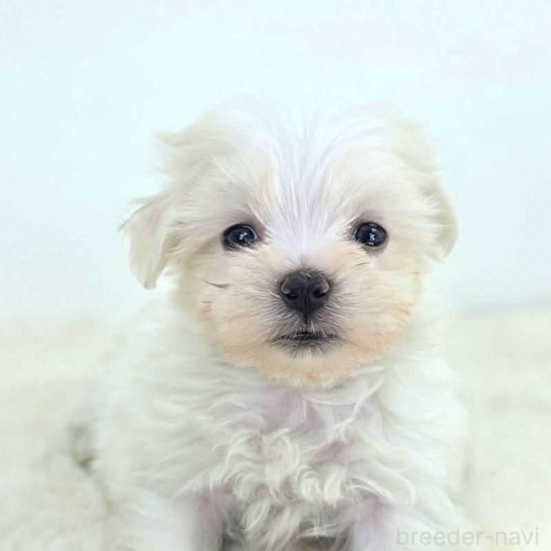 販売中の茨城県のミックス犬-424662の2枚目