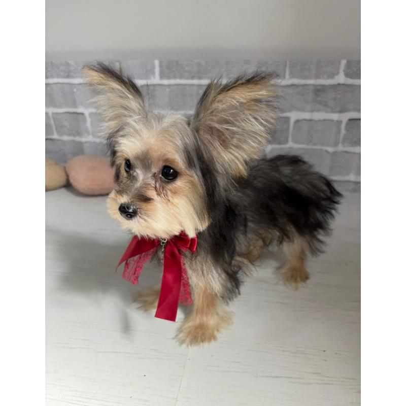 販売中の東京都のヨープー:ヨークシャーテリア×トイプードル-388923の2枚目