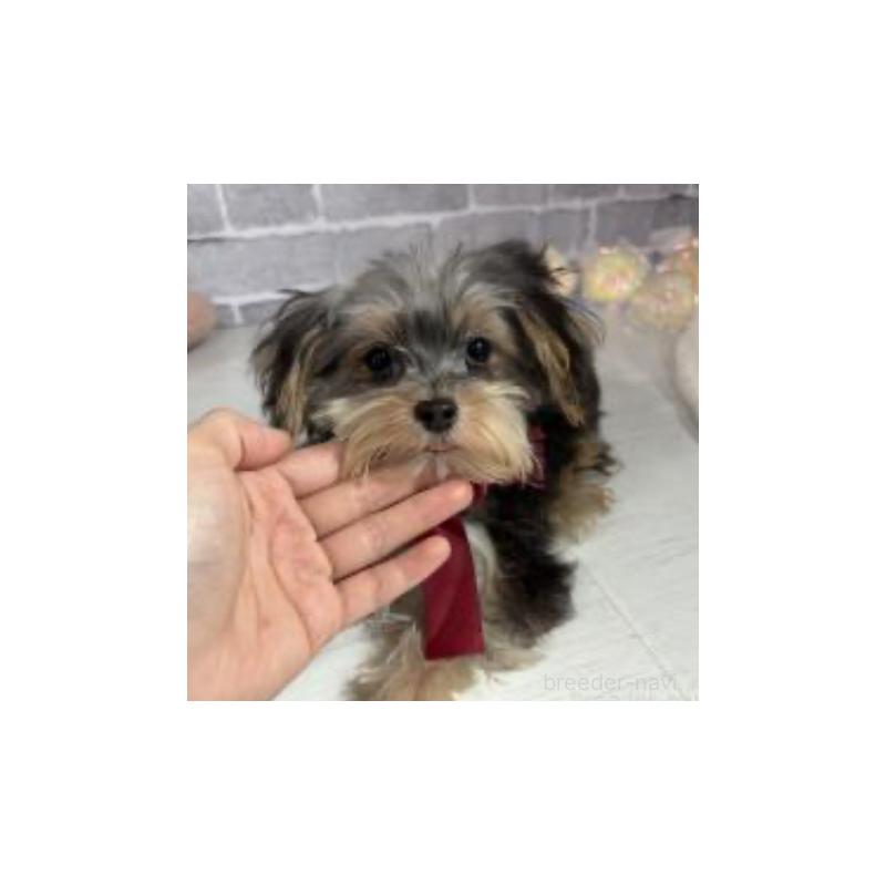 販売中の東京都のヨープー:ヨークシャーテリア×トイプードル-388918の2枚目