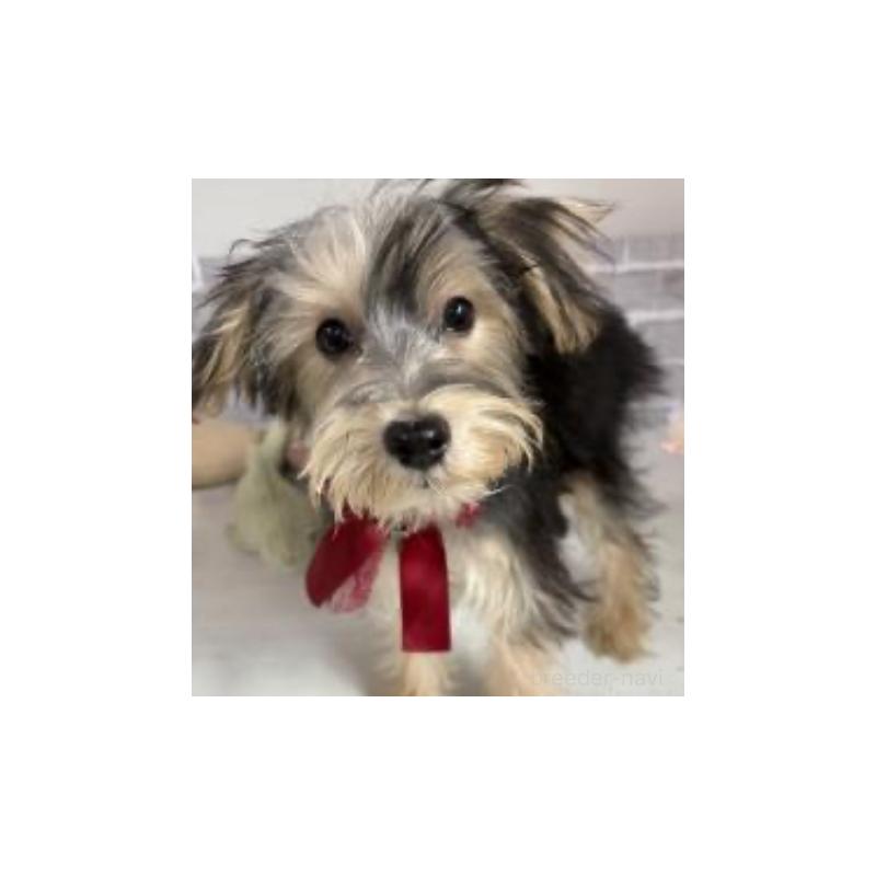 販売中の東京都のヨープー:ヨークシャーテリア×トイプードル-388914の2枚目