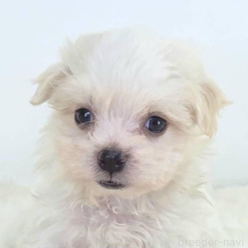 販売中の茨城県のミックス犬-424663