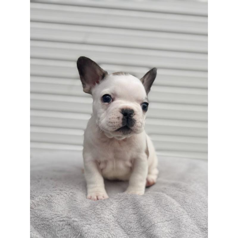 販売中の大阪府のフレンチブルドッグ-424665の7枚目