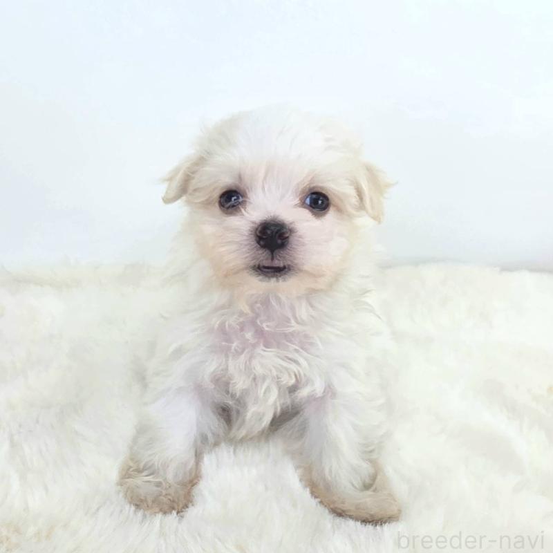 販売中の茨城県のミックス犬-424663の6枚目