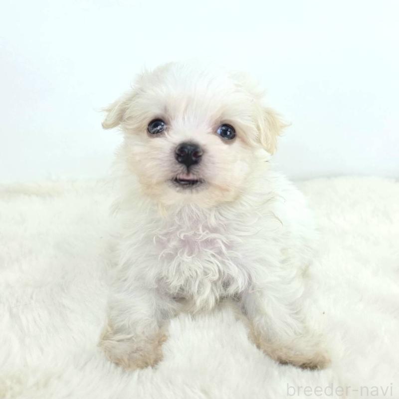 販売中の茨城県のミックス犬-424663の5枚目