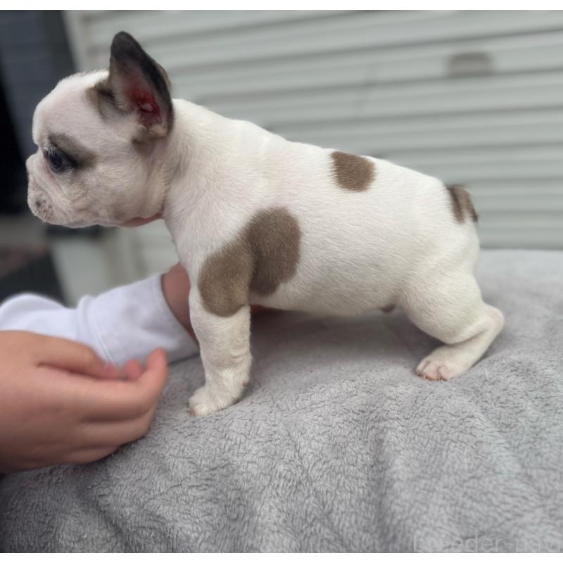 販売中の大阪府のフレンチブルドッグ-424665の6枚目
