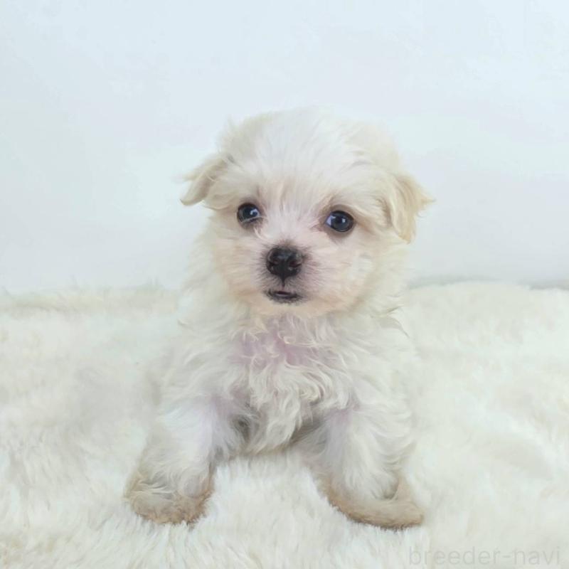 販売中の茨城県のミックス犬-424663の4枚目