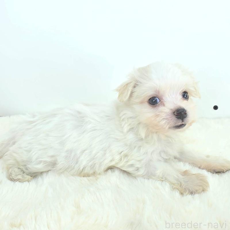 販売中の茨城県のミックス犬-424663の3枚目