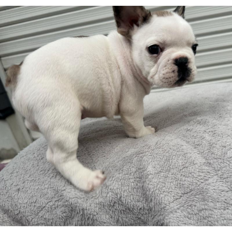 販売中の大阪府のフレンチブルドッグ-424665の5枚目