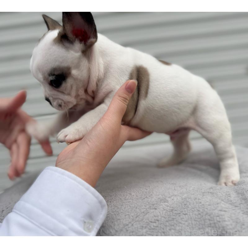 販売中の大阪府のフレンチブルドッグ-424665の4枚目