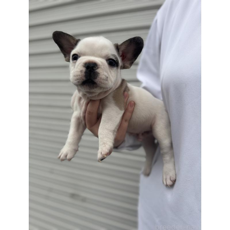 販売中の大阪府のフレンチブルドッグ-424665の3枚目