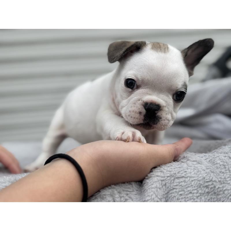 販売中の大阪府のフレンチブルドッグ-424665の2枚目