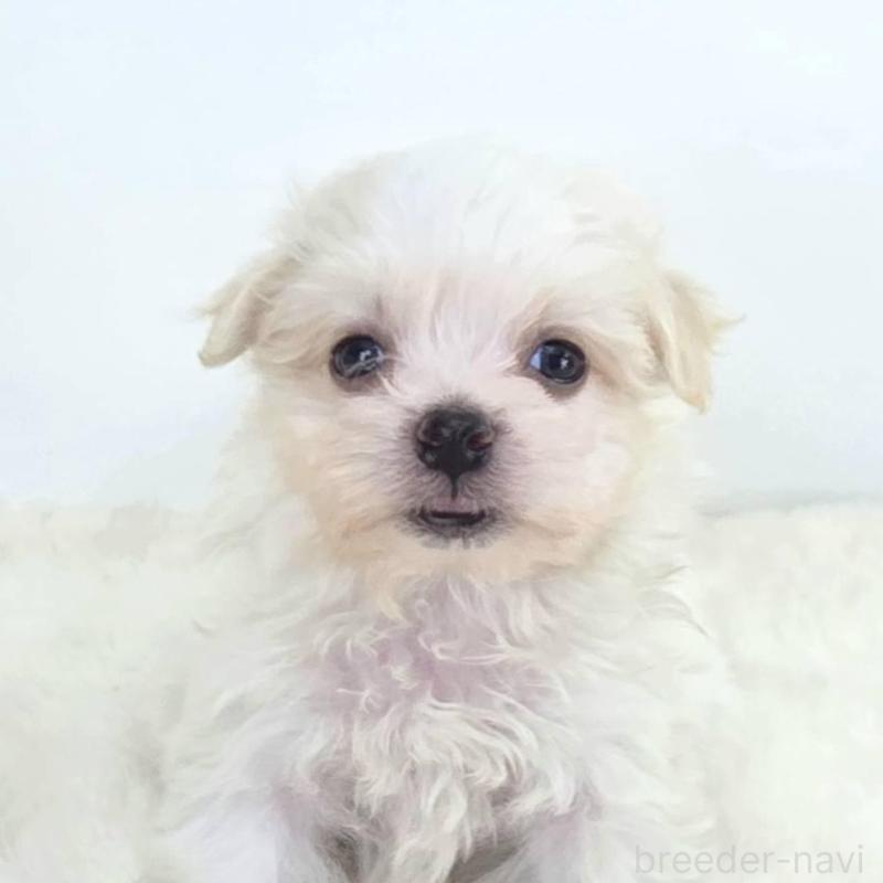 販売中の茨城県のミックス犬-424663の2枚目