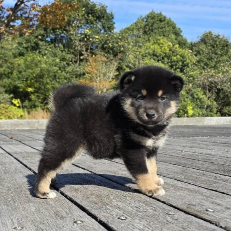 販売中の島根県の柴犬-424664の7枚目