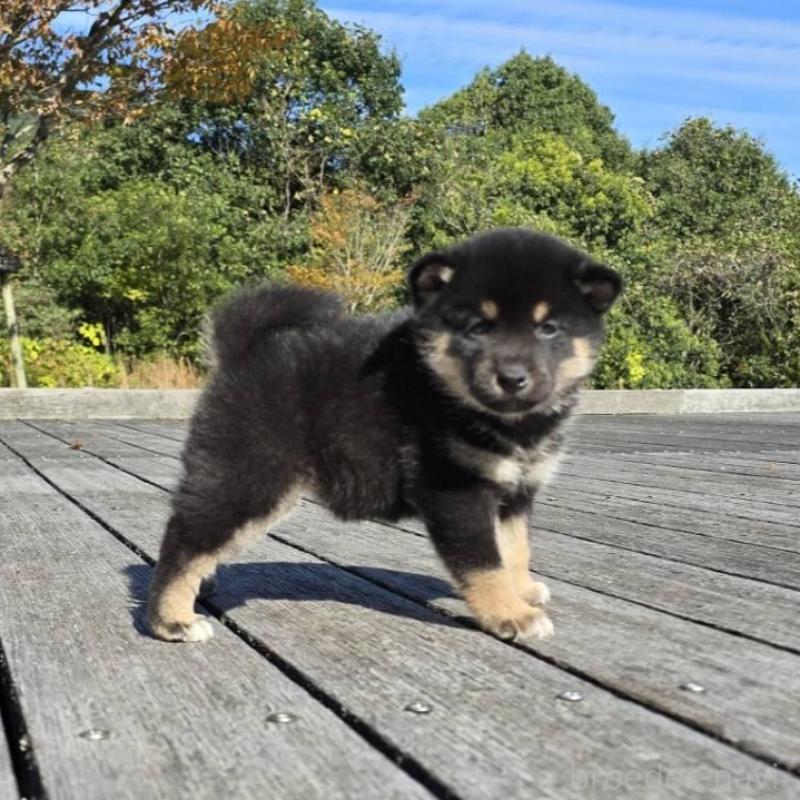 販売中の島根県の柴犬-424664の6枚目