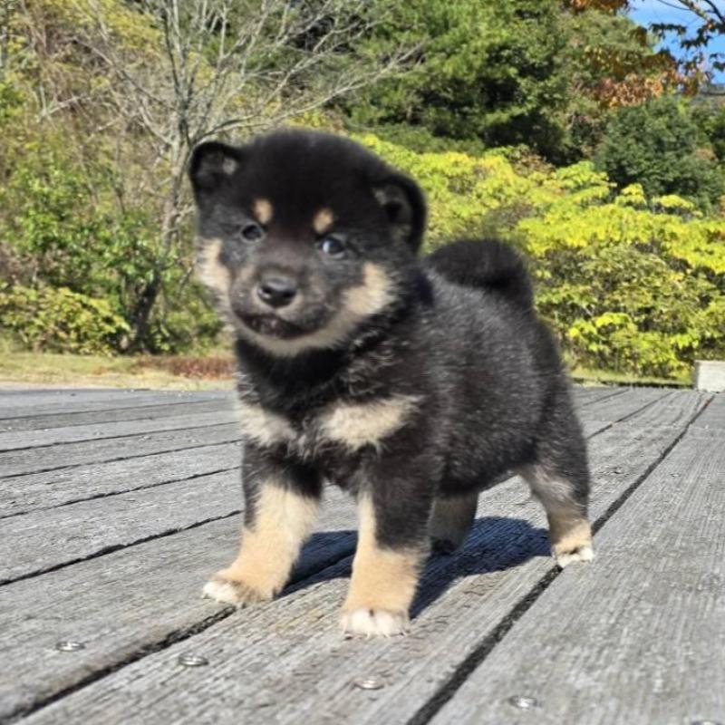 販売中の島根県の柴犬-424664の1枚目