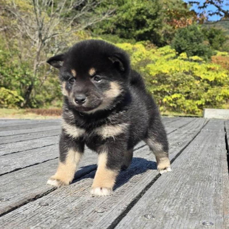 販売中の島根県の柴犬-424664の4枚目