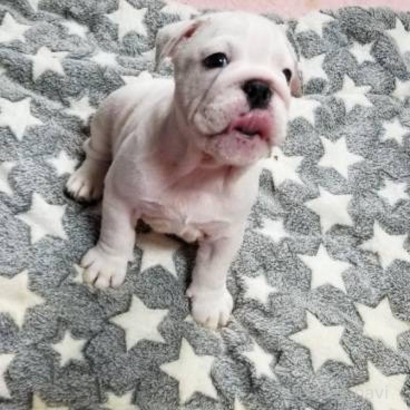 販売中の京都府のブルドッグ-424666の9枚目