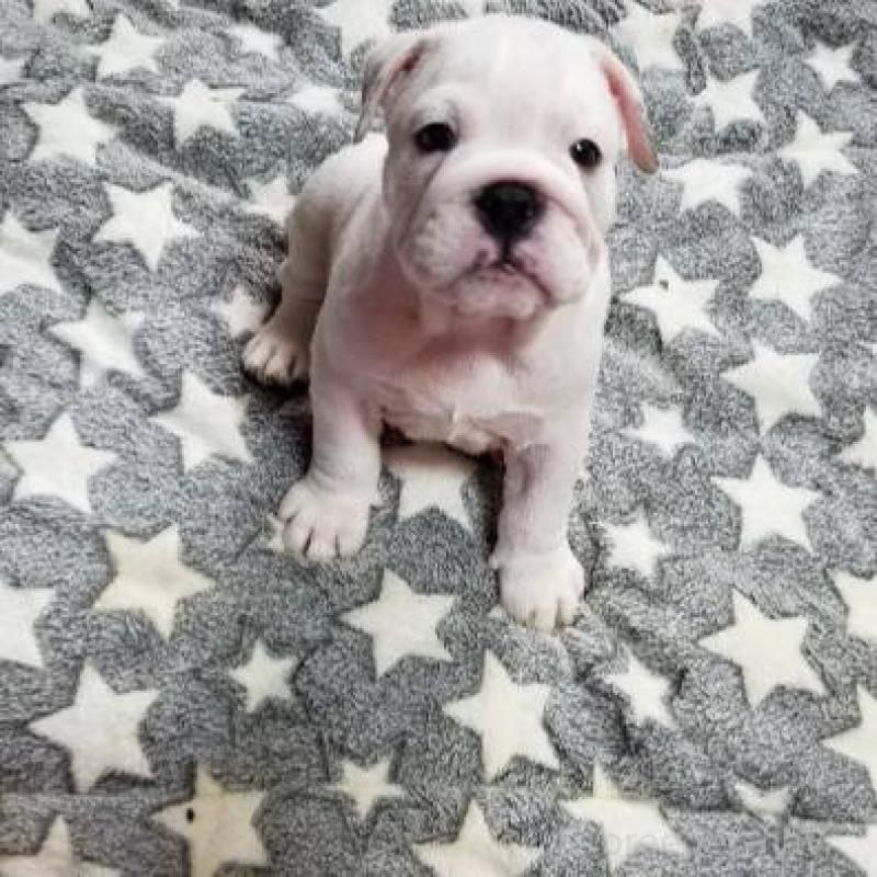 販売中の京都府のブルドッグ-424666の10枚目