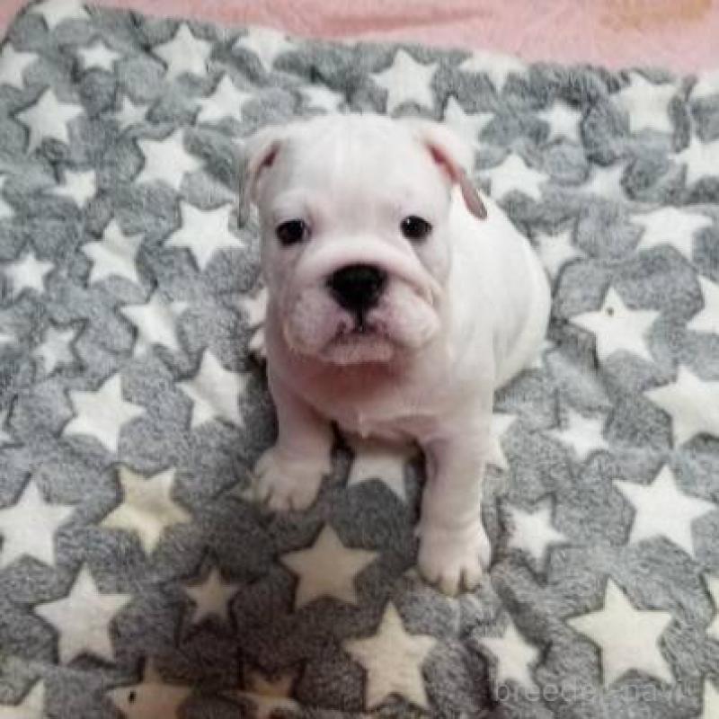 販売中の京都府のブルドッグ-424666の7枚目